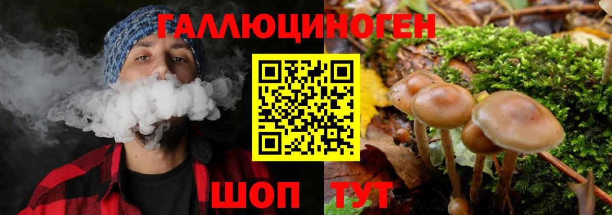 Бердск  Галлюциногенные грибы Psilocybe  Псилоцибиновые грибы MAGIC MUSHROOMS  купить закладку  Вход с VPN 